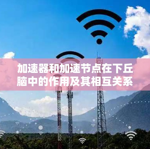 加速器和加速节点在下丘脑中的作用及其相互关系可以从以下几个方面进行总结和理解